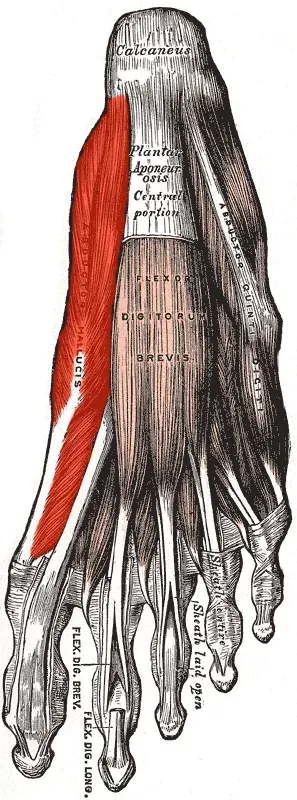 La carte Muscle abducteur de l'hallux