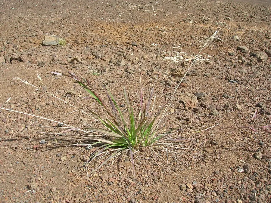 The Bromus card