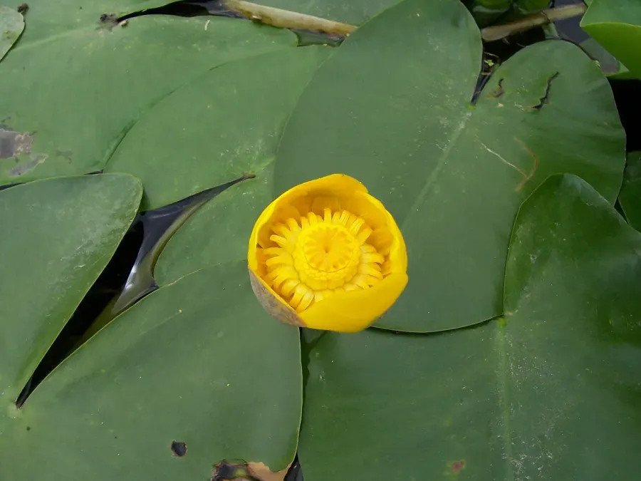 La carte Nuphar