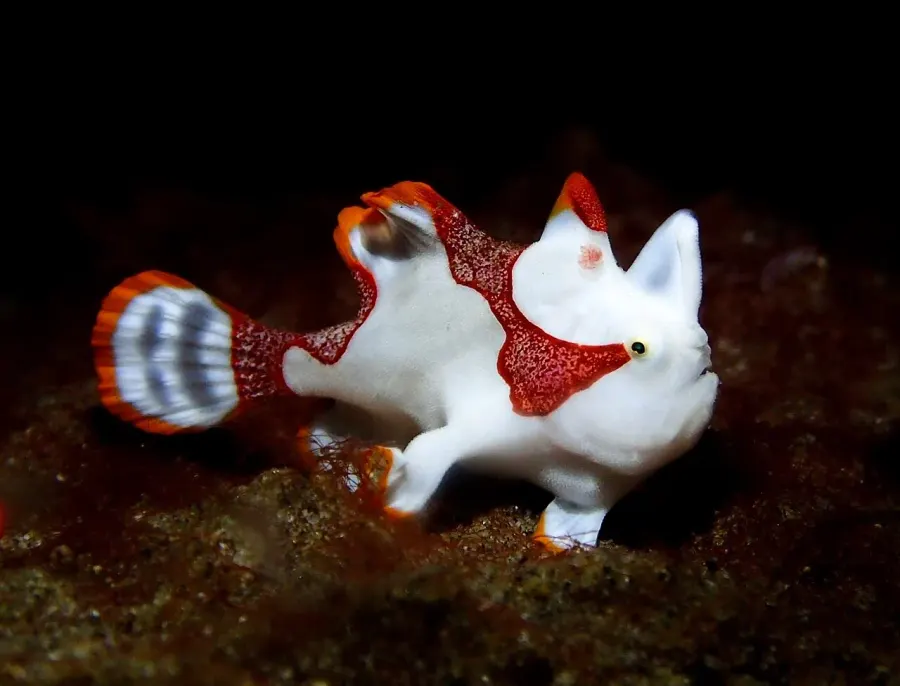 The Warty frogfish card