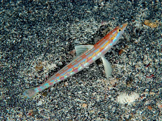 The Pseudotrichonotus card