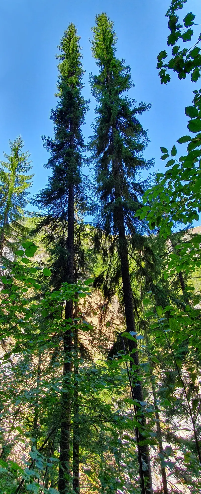 The Picea omorika card