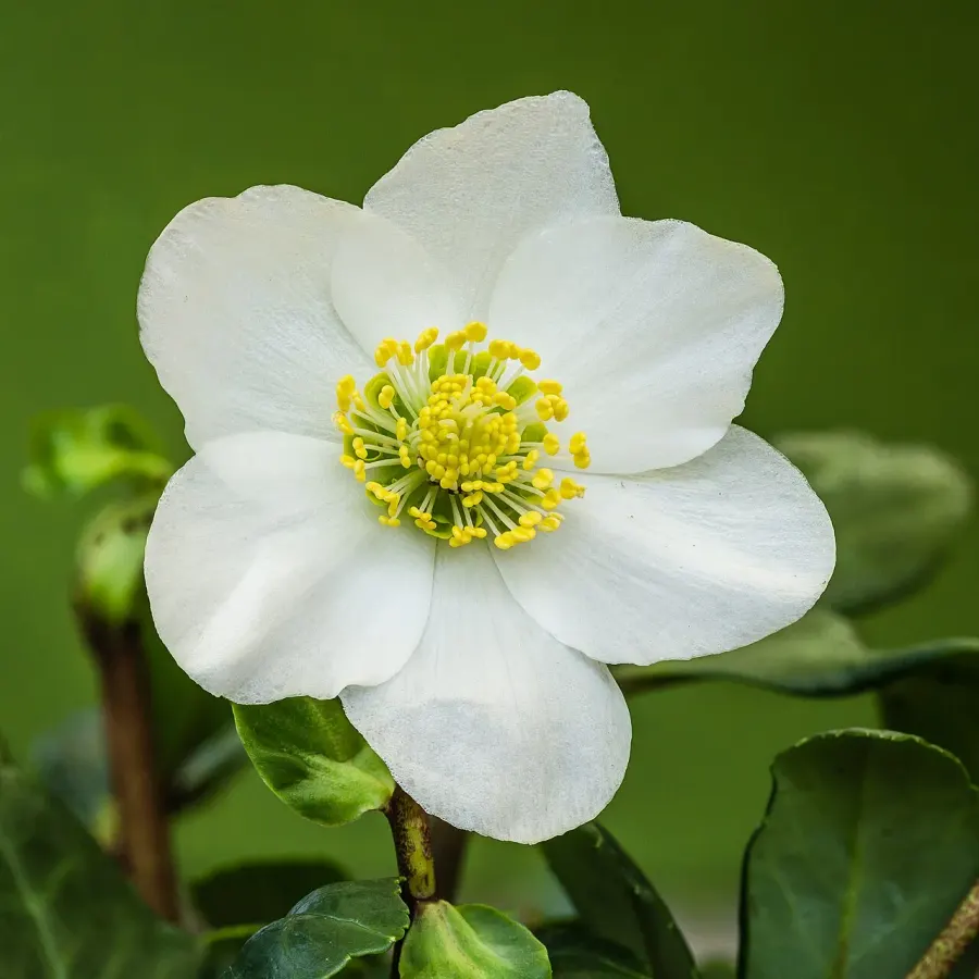 La carte Helleborus niger