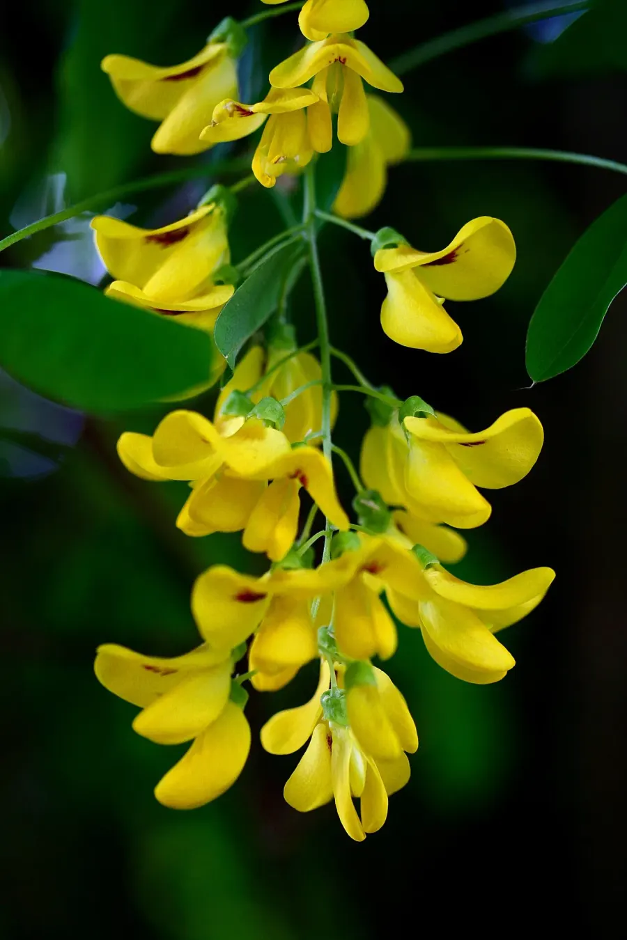 La carte Laburnum anagyroides