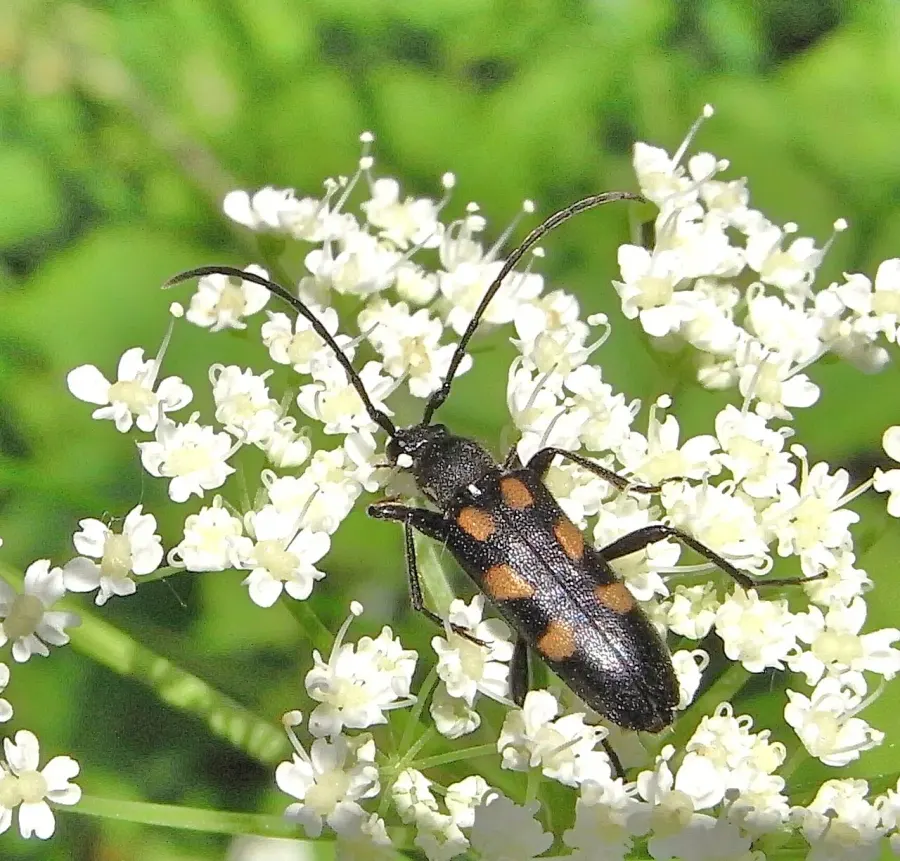 La carte Anoplodera sexguttata