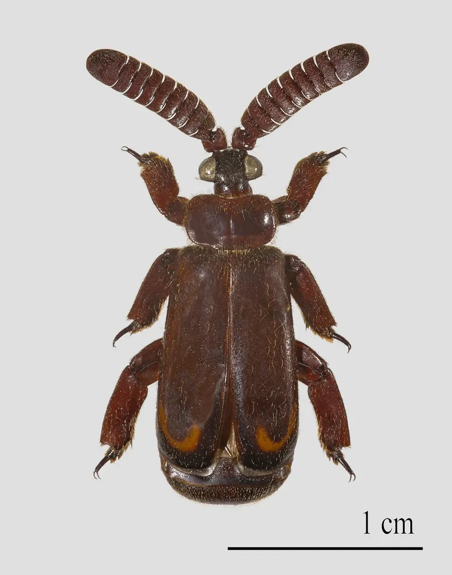 The Ant nest beetle card