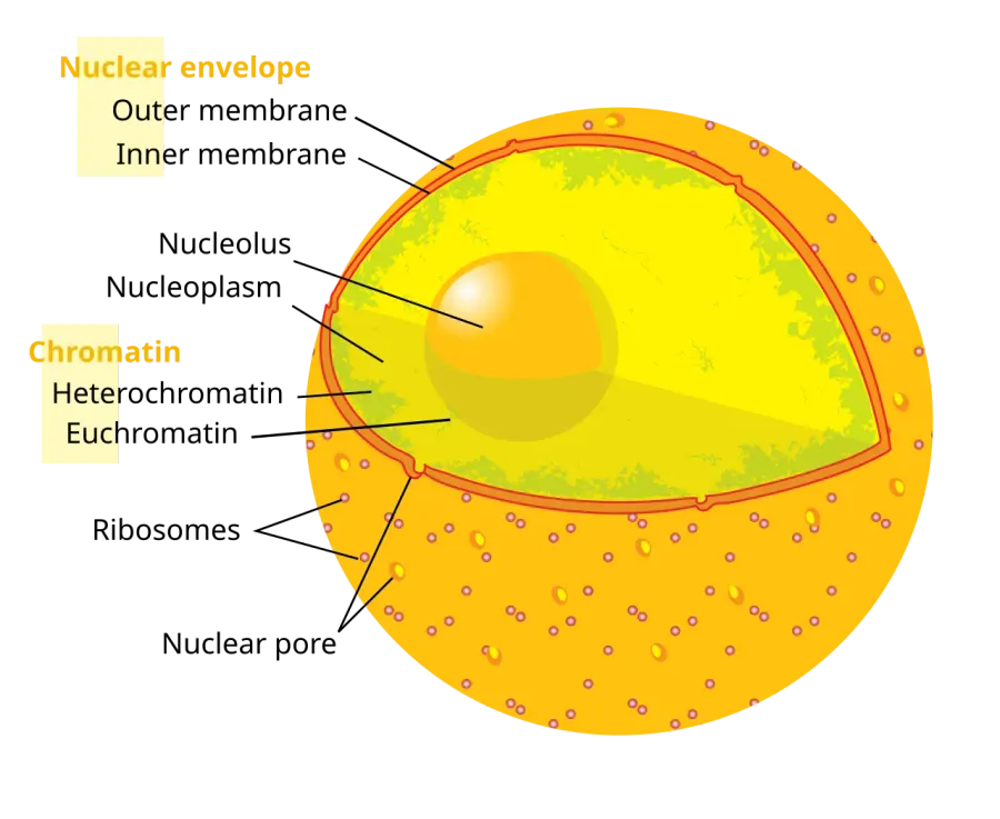 La carte Nucléoplasme