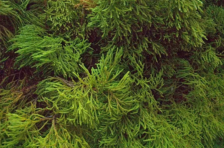The Dacrydium card
