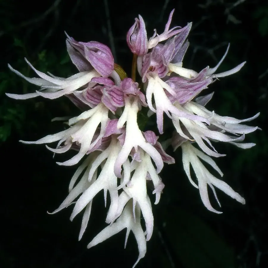 La carte Orchidinae