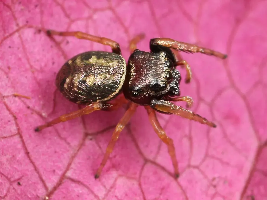 La carte Zygoballus sexpunctatus