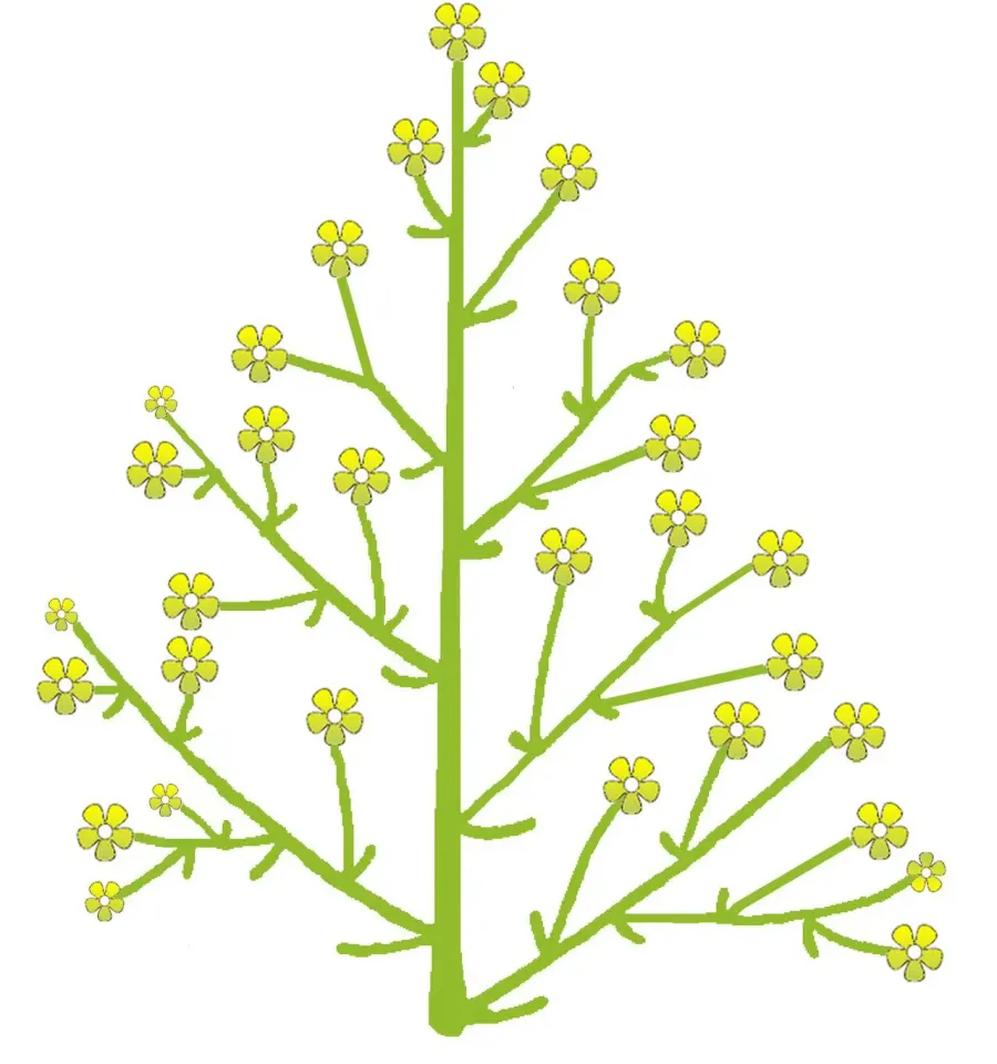 The Panicle card