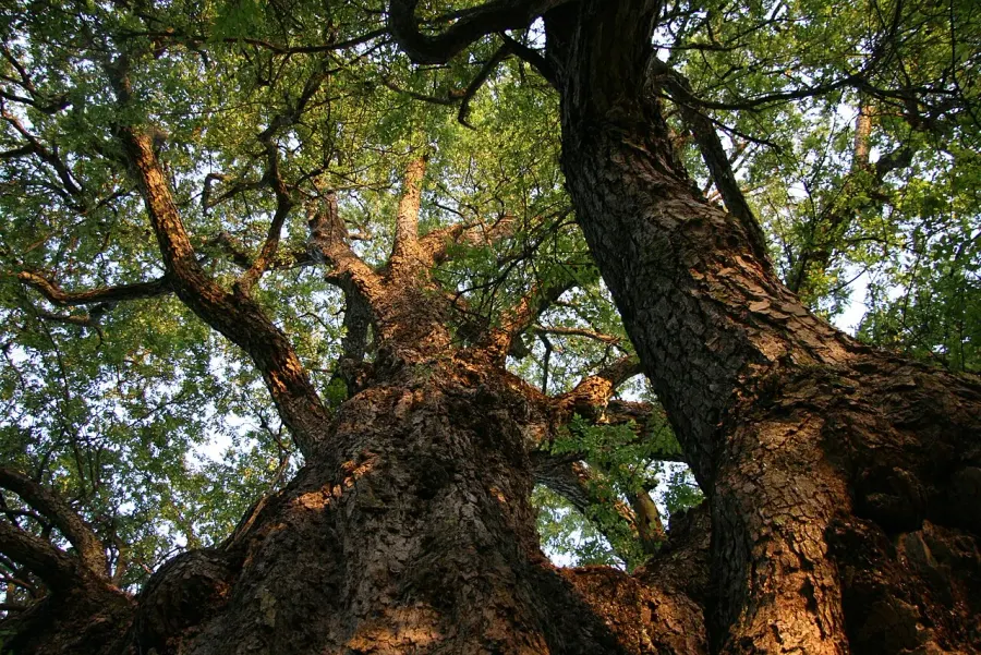 La carte Nothofagus obliqua