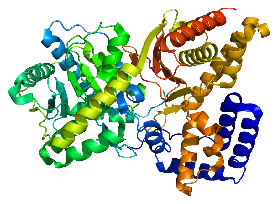 The Choline acetyltransferase card