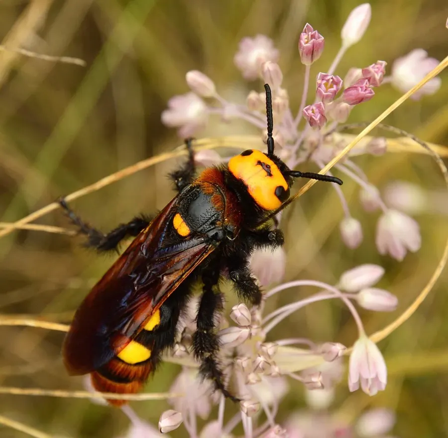 La carte Regiscolia maculata