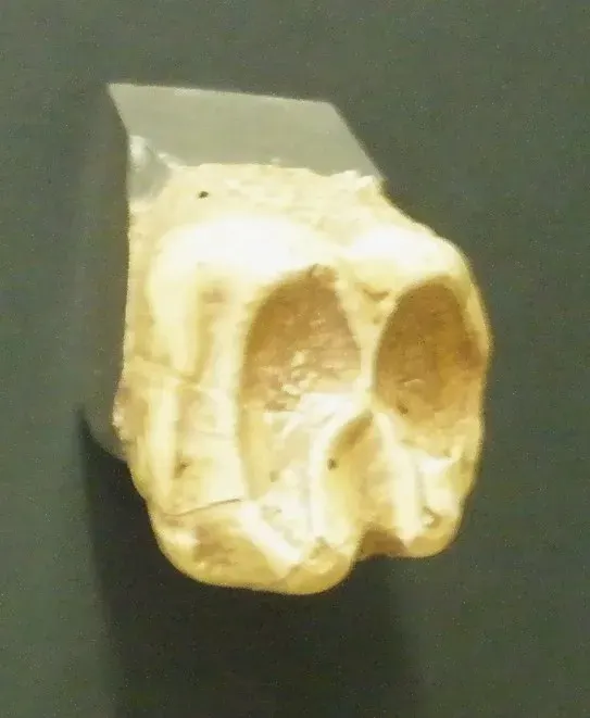 The Barytherium card