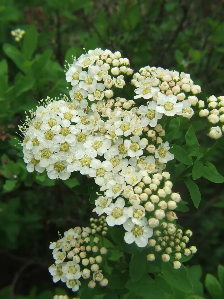The Spiraea card
