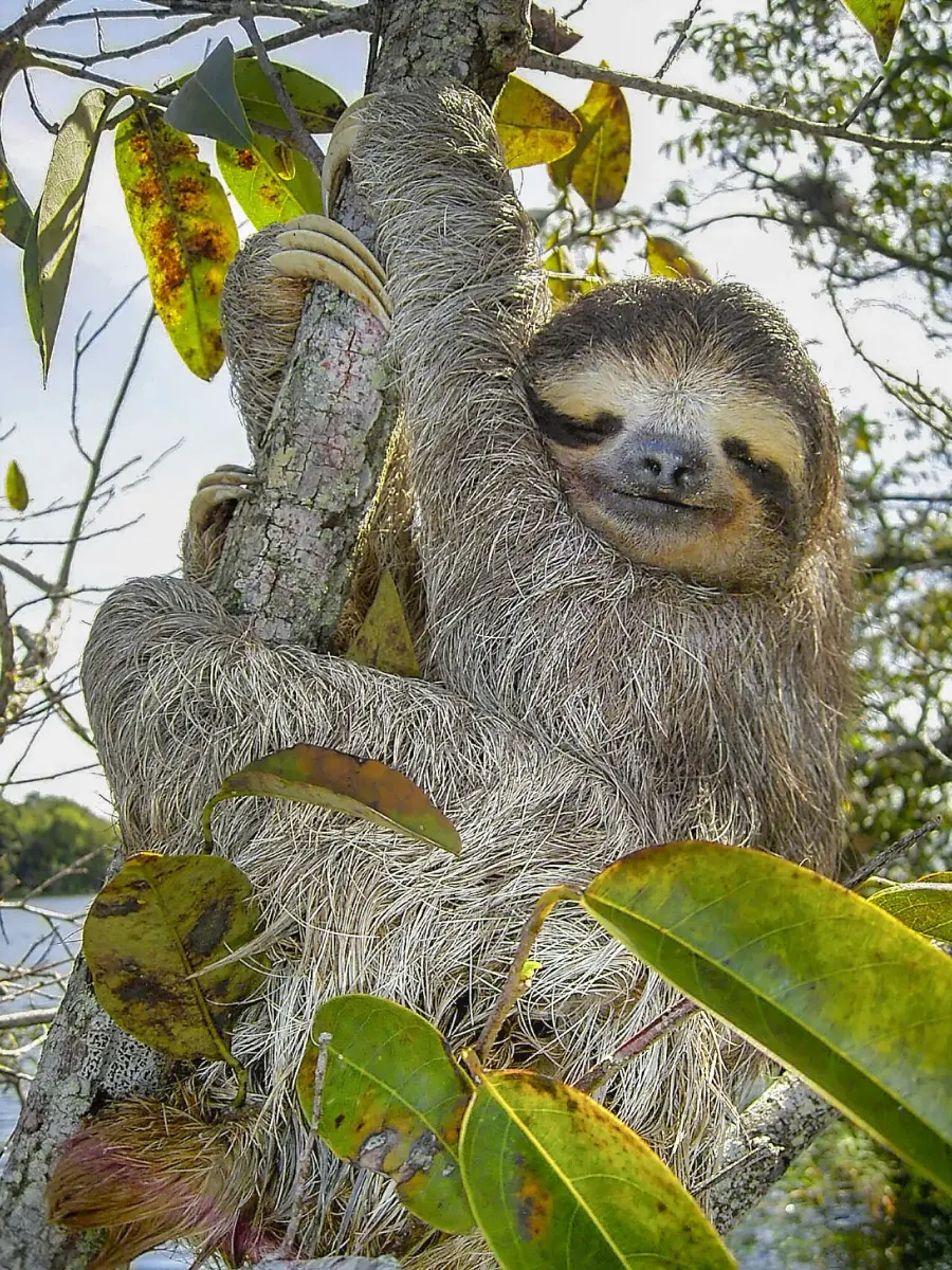 The Brown-throated sloth card