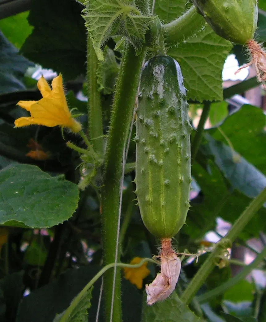 The Cucumis card