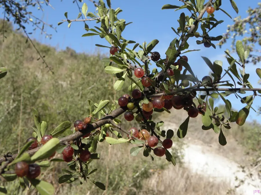 La carte Rhamnus lycioides