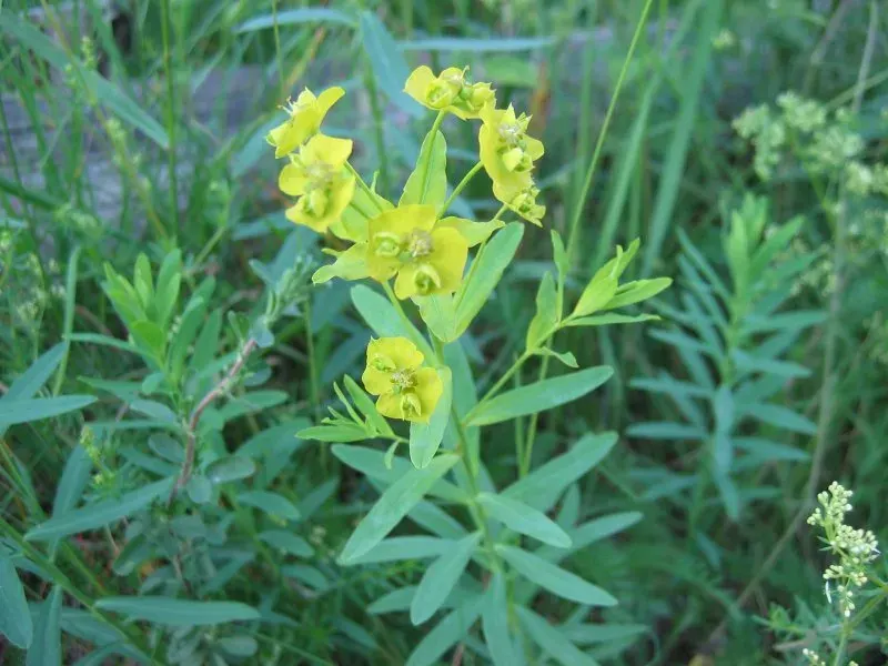 La carte Euphorbia esula