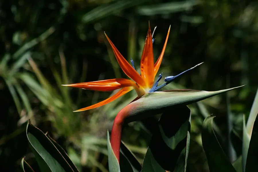 La carte Strelitzia reginae