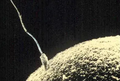 The Fertilisation card