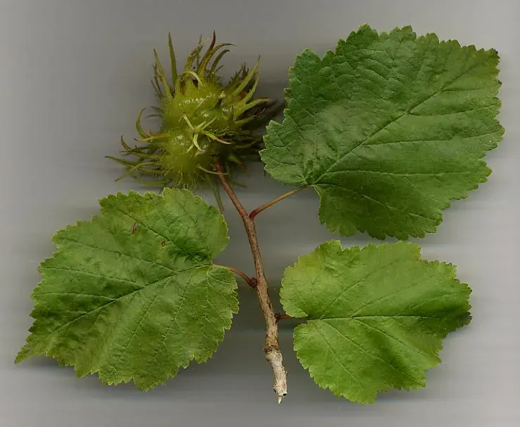 La carte Corylus colurna