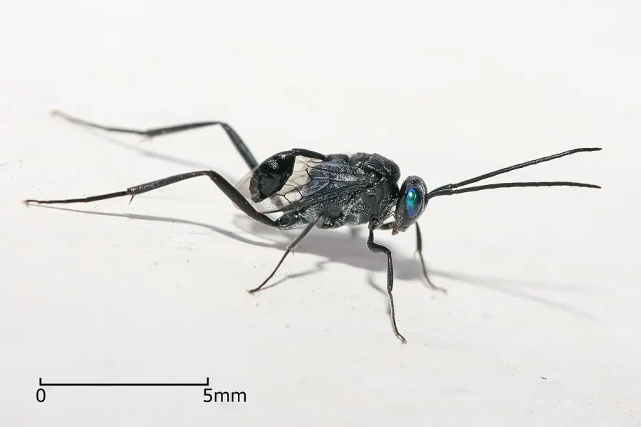 The Evaniidae card