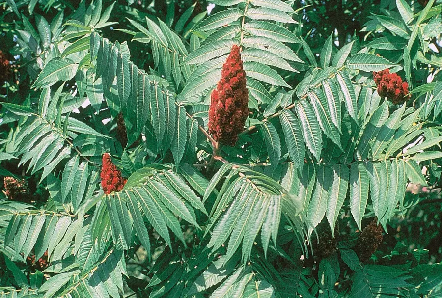 La carte Sumac vinaigrier