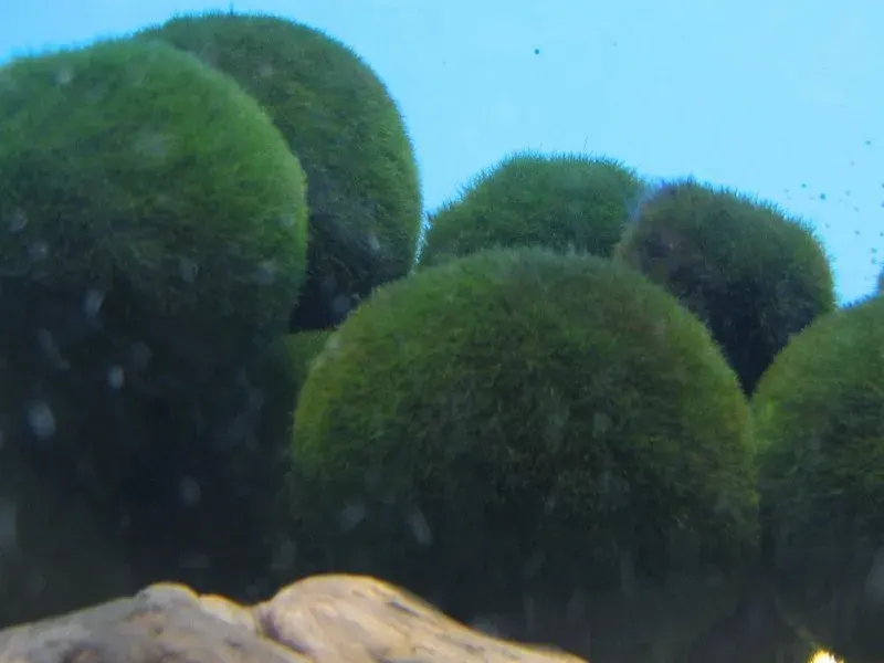 The Marimo card