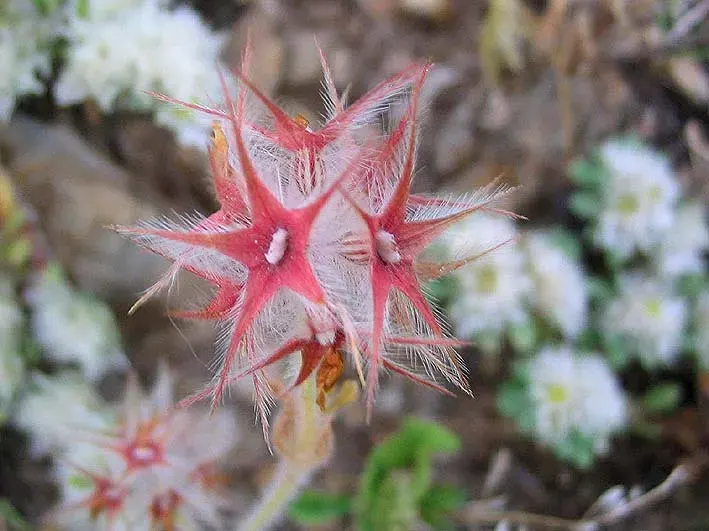 The Trifolium stellatum card
