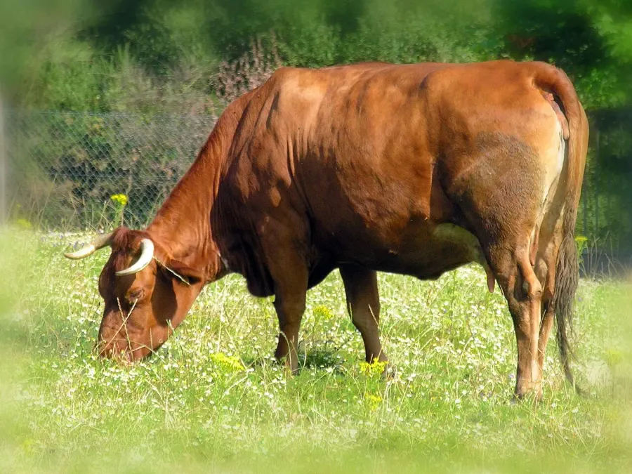 La carte Rubia galega