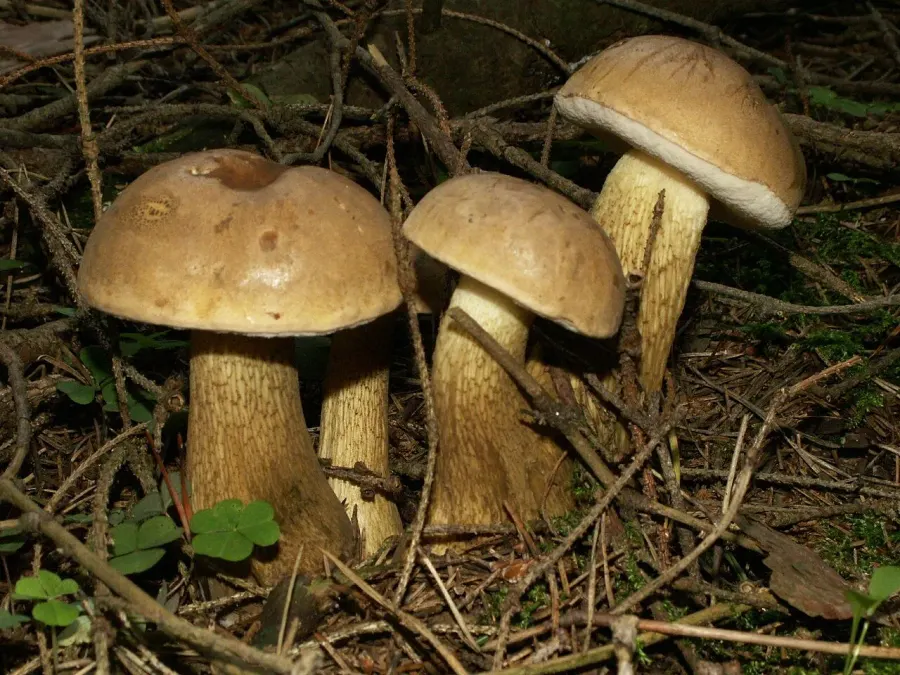 The Tylopilus card