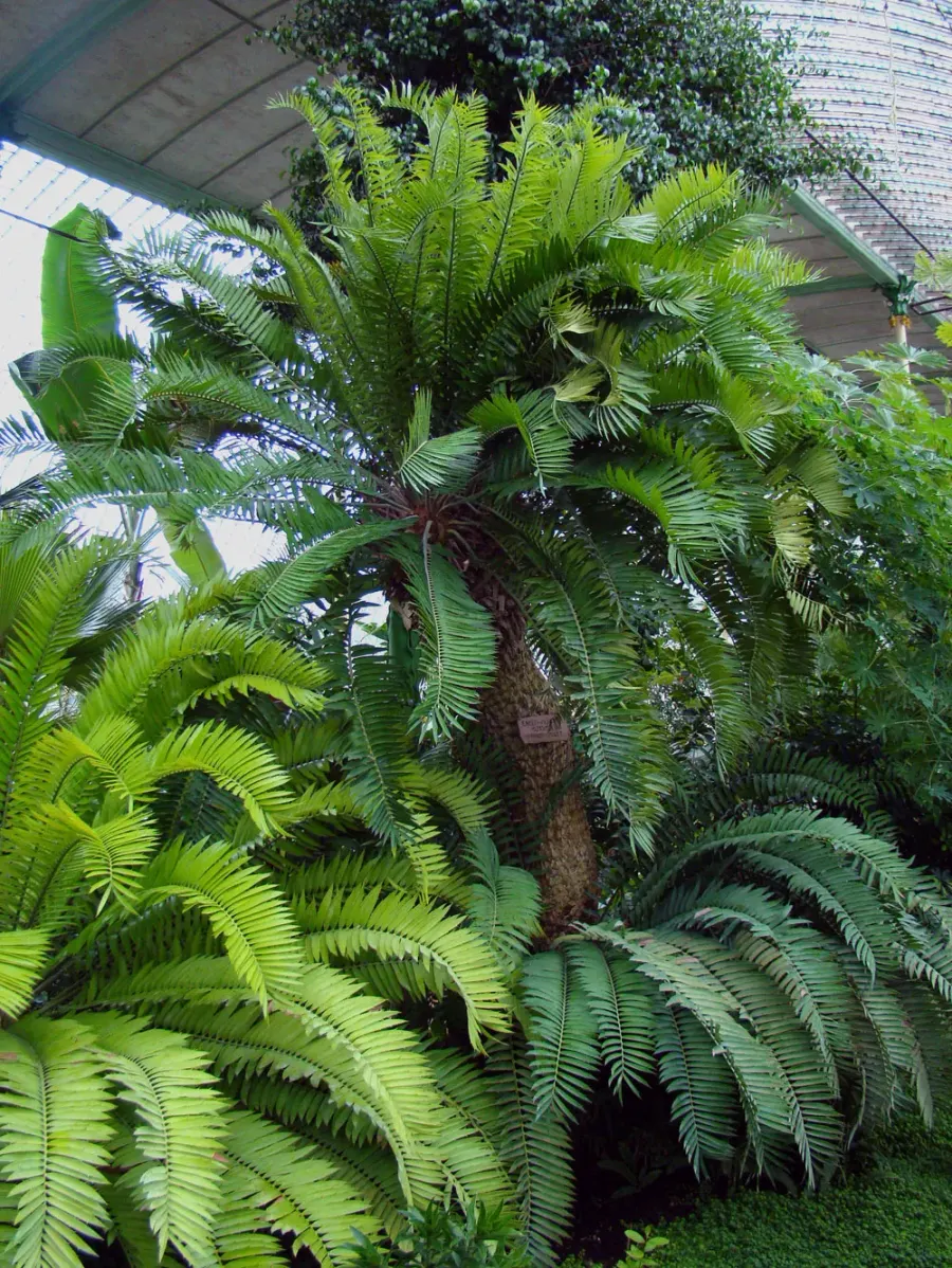 The Encephalartos altensteinii card