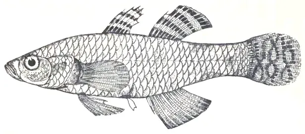 La carte Hypseleotris