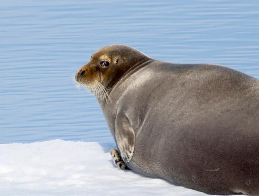 The Bearded seal card