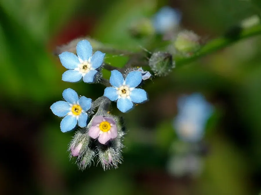 The Myosotis sylvatica card