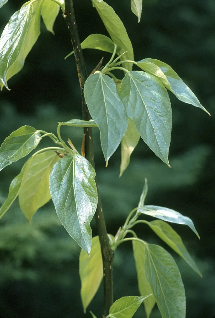 La carte Populus balsamifera