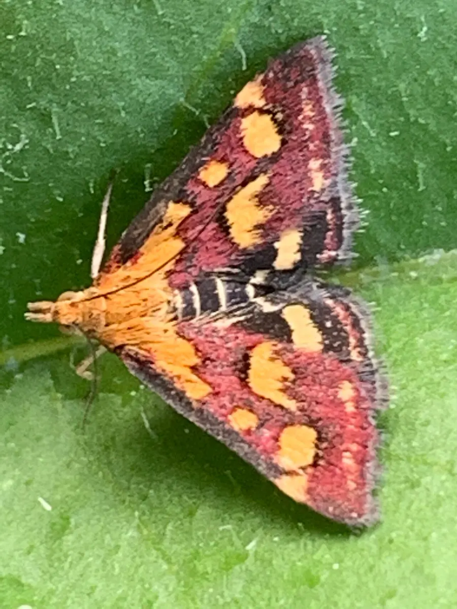 The Pyrausta card