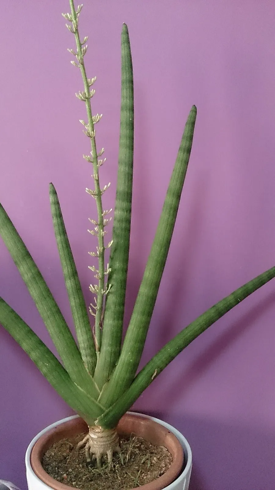 La carte Sansevieria cylindrica