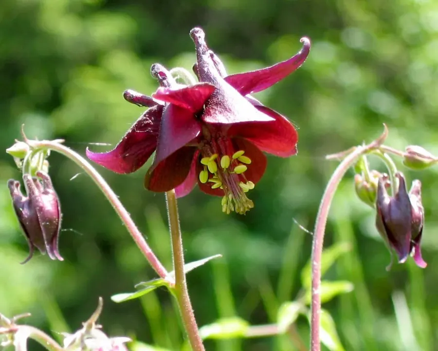 The Aquilegia atrata card