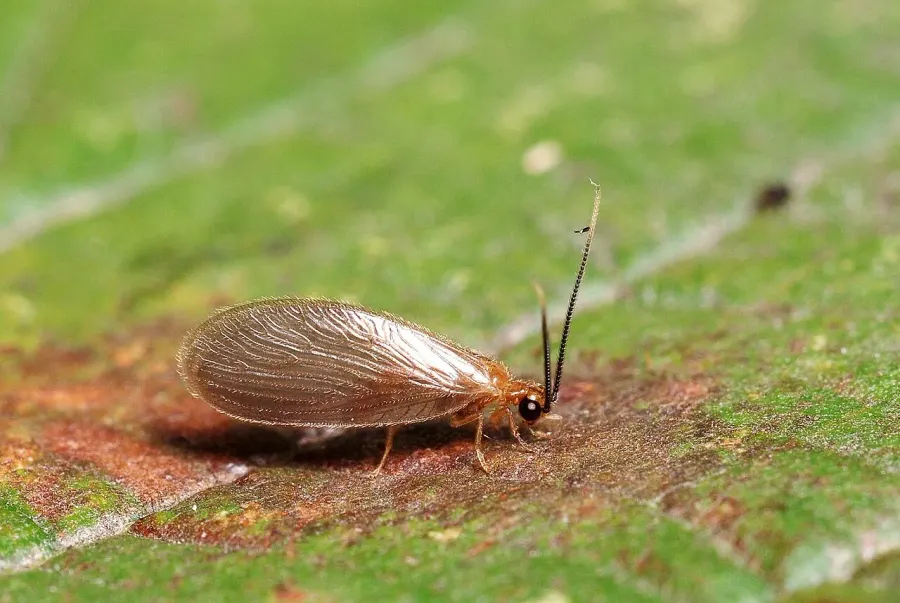 The Sisyridae card