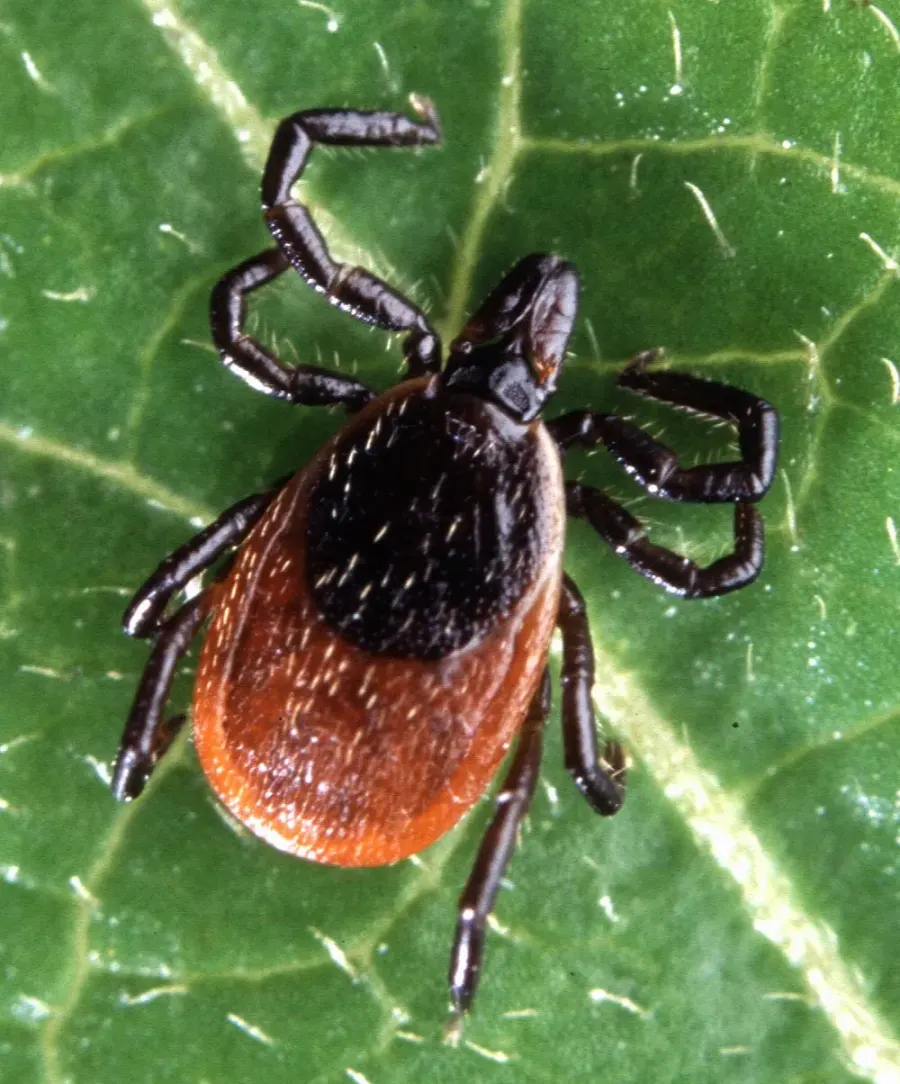 La carte Ixodes scapularis