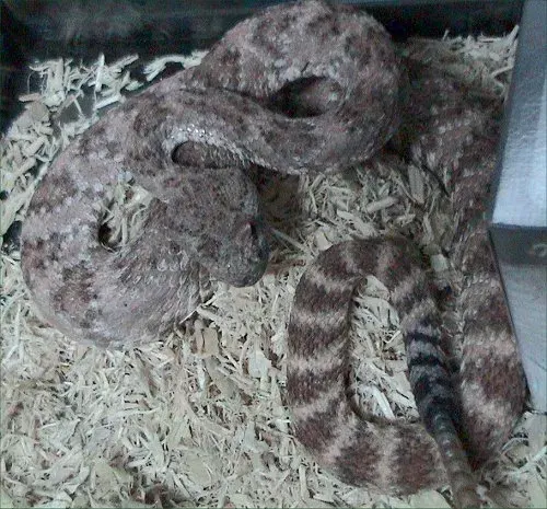 The Crotalus mitchellii card