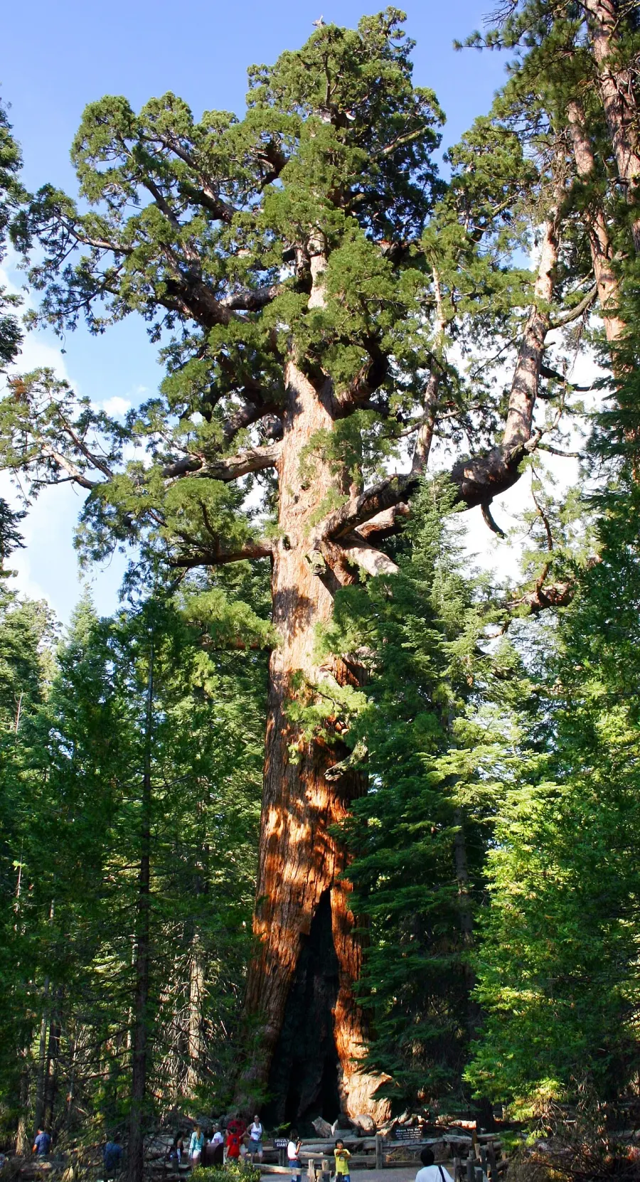 The Sequoiadendron giganteum card