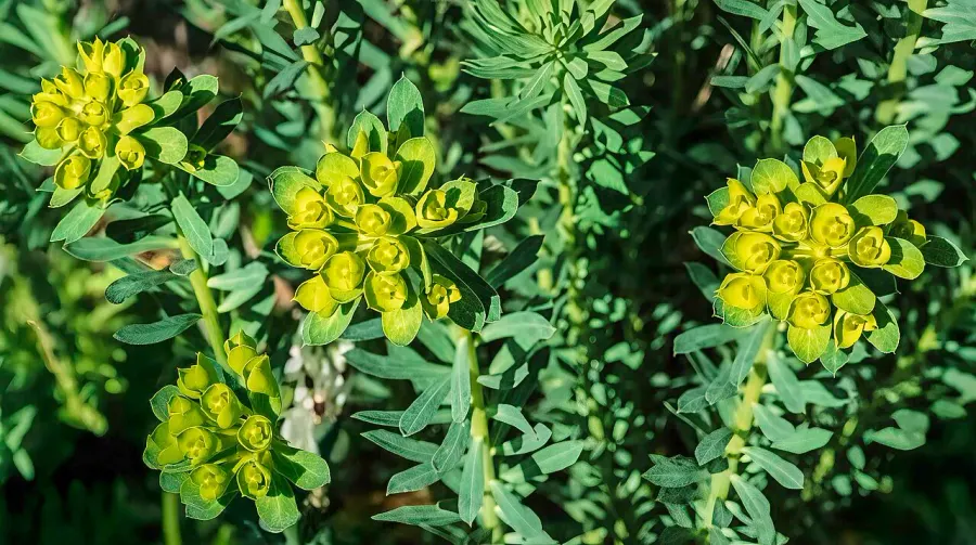 The Euphorbia seguieriana card