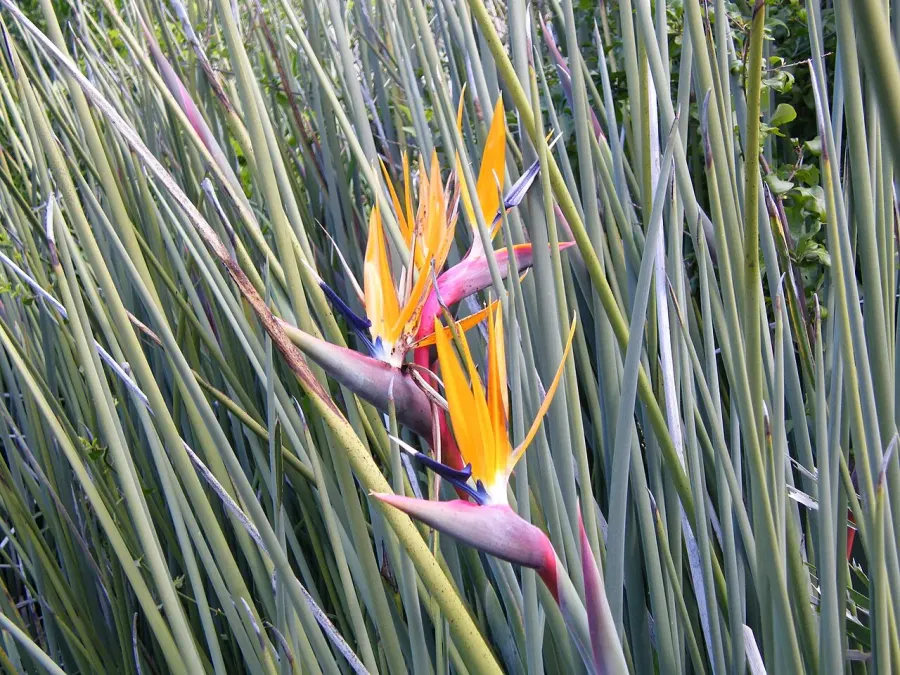 The Strelitzia juncea card