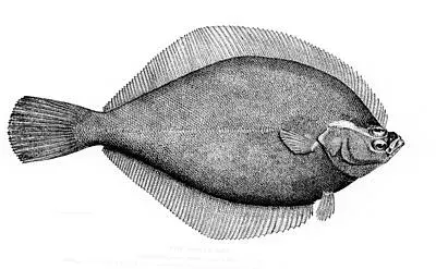 The Yellowtail flounder card