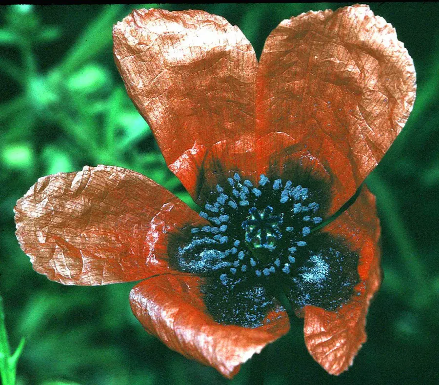 La carte Roemeria argemone