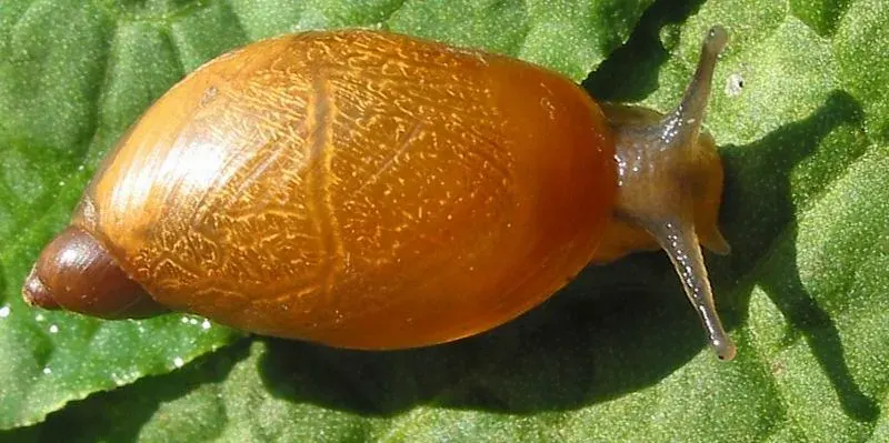 The Succinea putris card